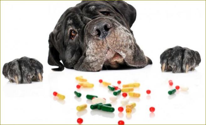 Vrhunski vitamini za pse