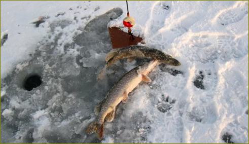 Štuka zimski ribolov