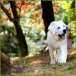 veseli Labrador šeta šumom