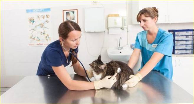 Pregled mačke kod veterinara