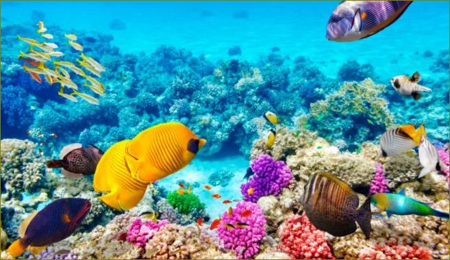 Kemijski filtri oksibenzona i oktinoksa koji ulaze u vodu štetno djeluju na ribe i koraljne grebene
