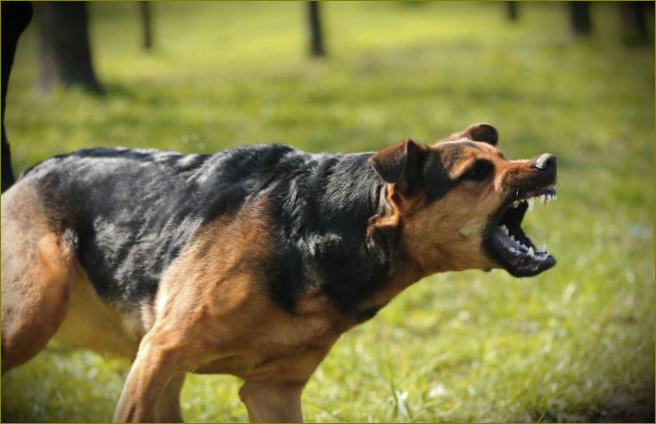 Opasnost od bijesnih pasa