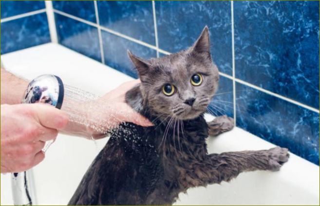 Šampon za mačke