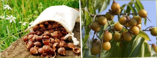 prirodni prah od sapunastih orašastih plodova