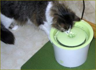 Pojilica za mačke: automatska fontana za piće za mačku