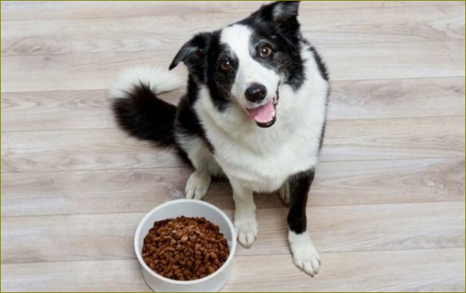 Hrana za pse najbolja je alternativa domaćoj hrani
