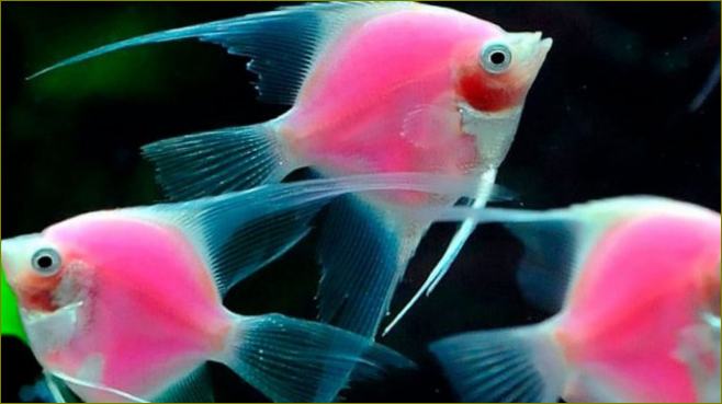 Glofish angelfish