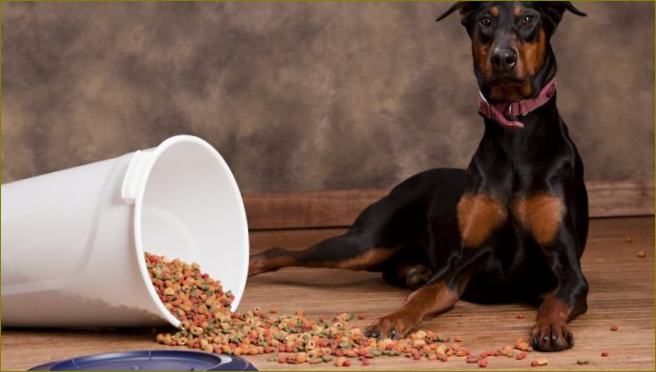 ocjena suhe hrane za pse