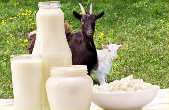 kozji mliječni proizvodi