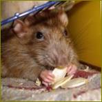 Što su Repelenti za štakore i miševe?