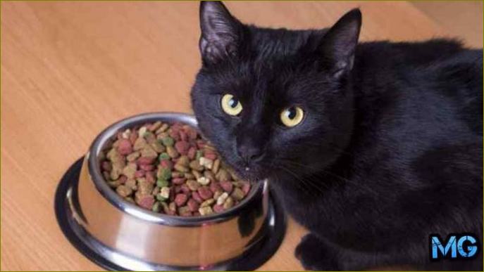 Ocjena najbolje suhe hrane za sterilizirane mačke prema veterinarima s visokokvalitetnim i prirodnim sastavom
