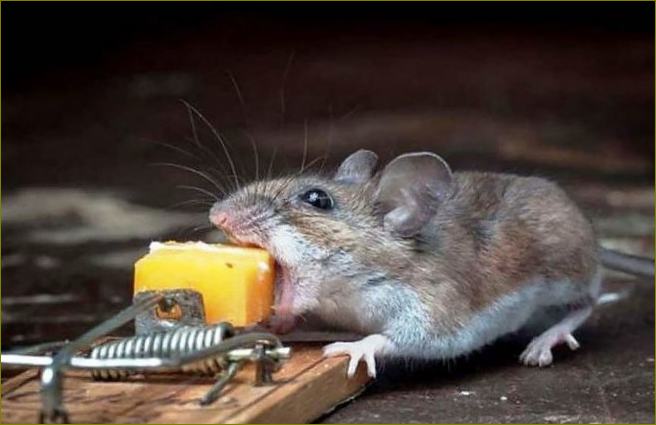 Princip rada odbijača miševa, koji je bolje kupiti