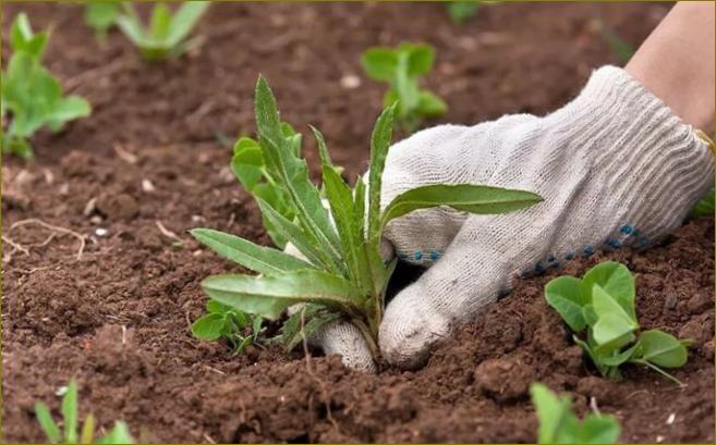 Top 25 najboljih herbicida za korov za 2022