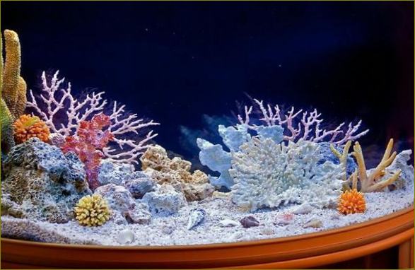 Dno koralja