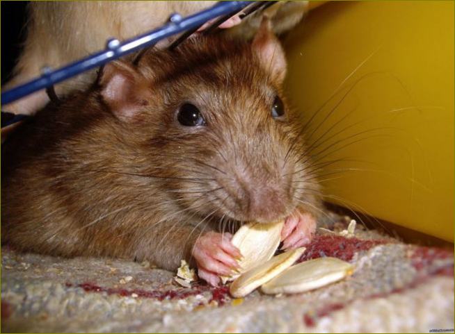 Što su Repelenti za štakore i miševe?