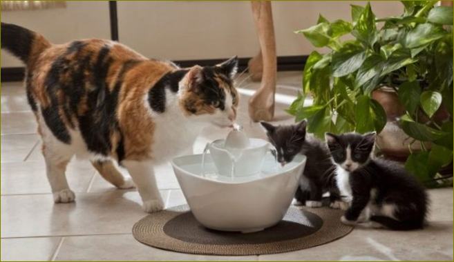 Pojilica za mačke: automatska fontana za piće za mačku