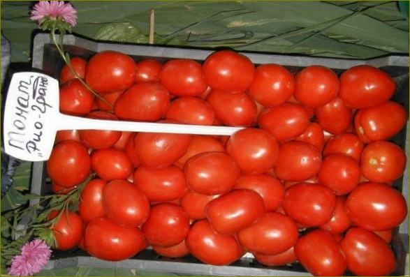 Najbolje kisele rajčice