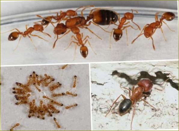Kako otjerati mrave