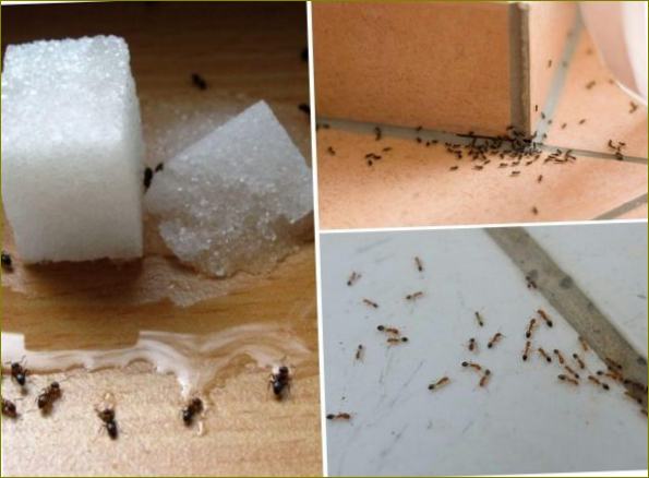 mravlje gnijezdo