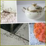 Zašto su mravi opasni u stanu?