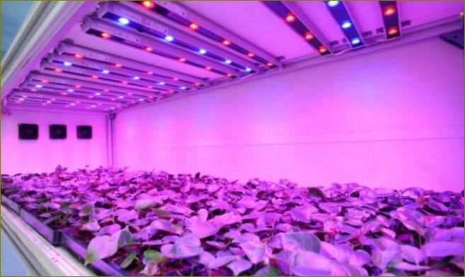 Svjetiljke ubrzavaju procese fotosinteze u lišću biljaka, potičući rast i razvoj