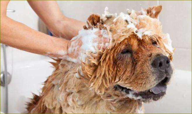 najbolji šampon za pse