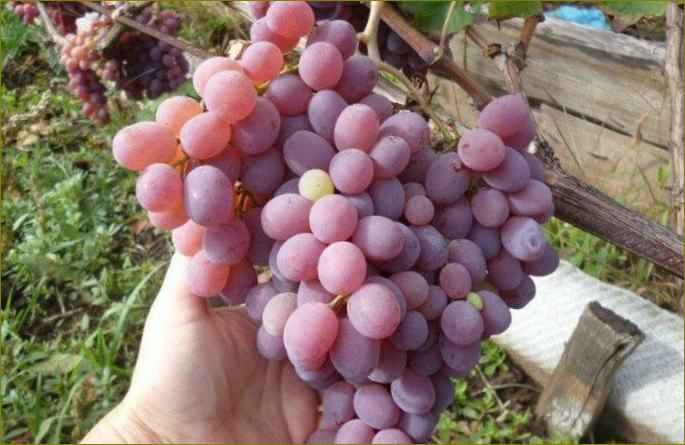 Taifi-kasno grožđe
