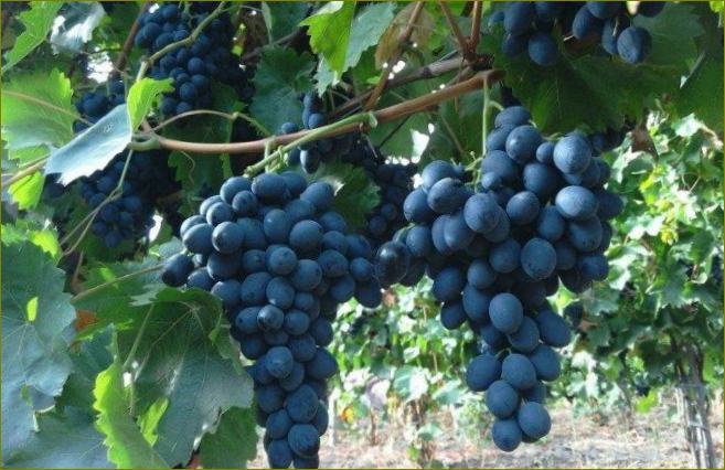 Moldavija-kasne sorte grožđa
