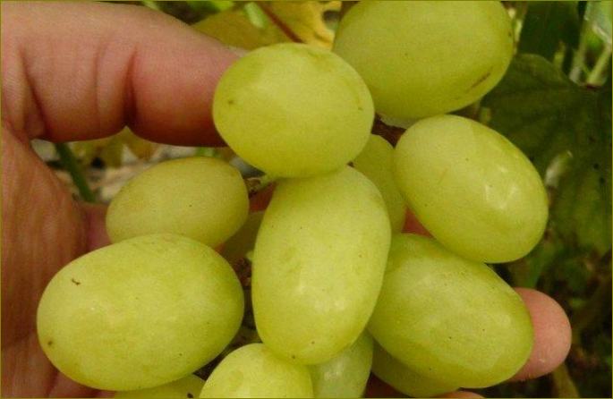Eisar-rano grožđe