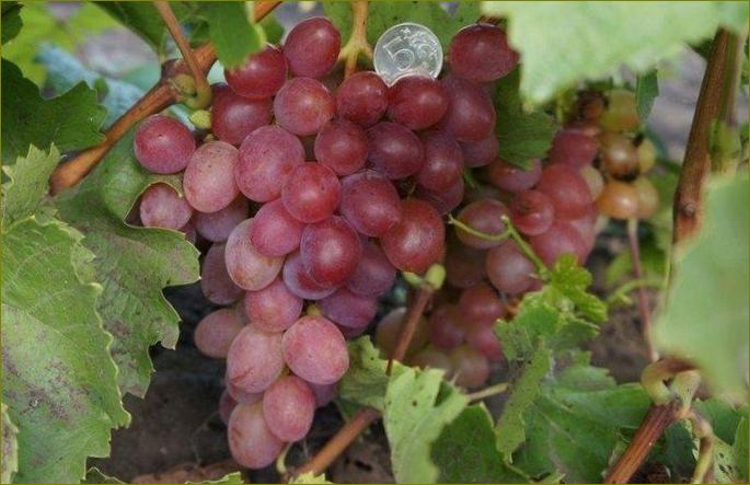 Azalea-rano grožđe