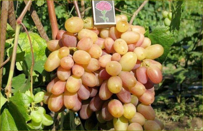 Victor - vinske sorte grožđa