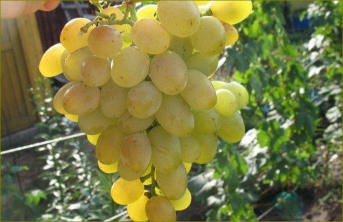 Rapture-rano grožđe