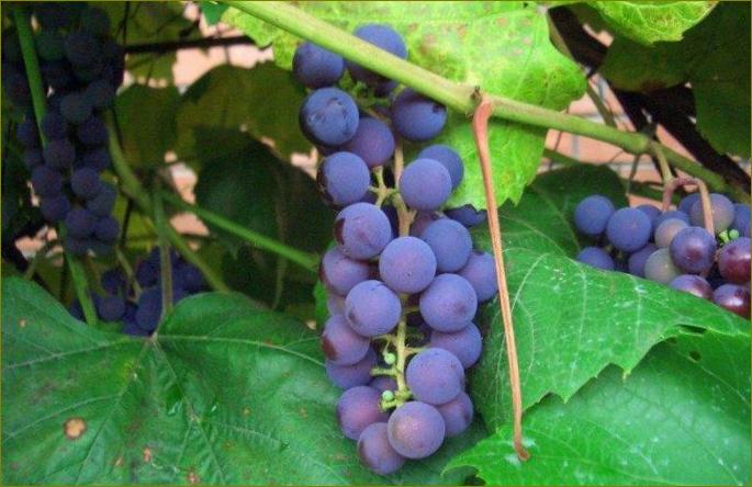 Bruscam-najbolje sorte grožđa za Sibir