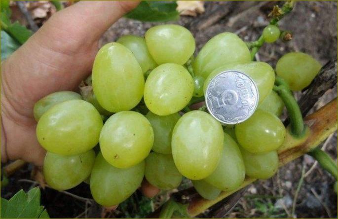 Bijelo čudo-najbolje sorte grožđa za Ural