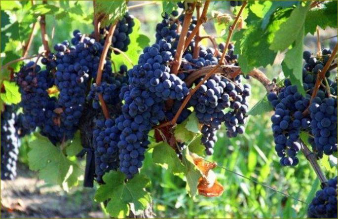 Merlot-Vinsko grožđe