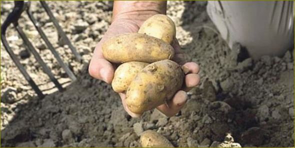 Plodne sorte krumpira