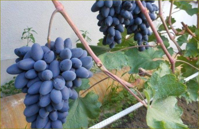 Athos-rano grožđe