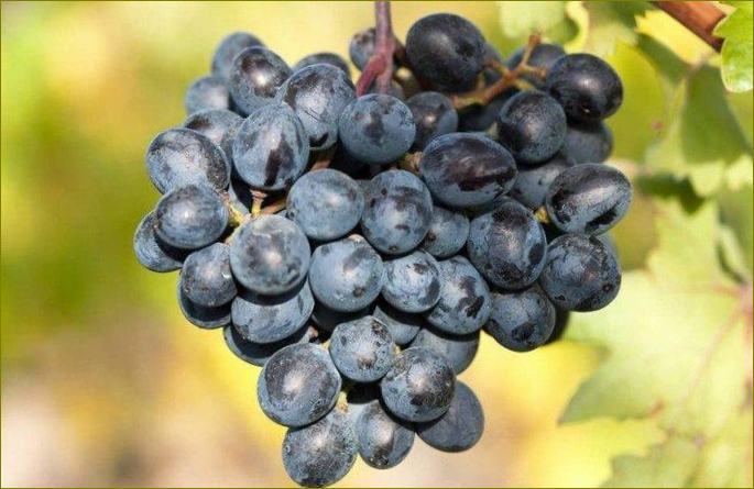 Armenija - sorte grožđa srednjeg zrenja