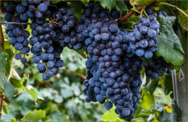 Isabella-Vinsko grožđe