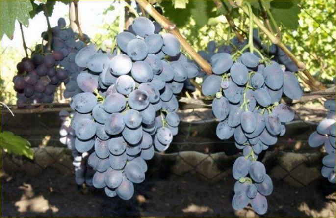 Don Agate-najbolje sorte grožđa za Sibir