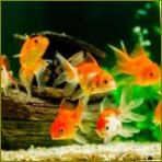 Nepretenciozne akvarijske ribe