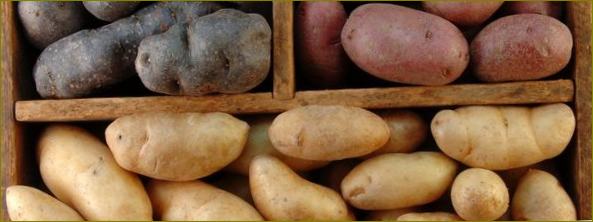 Klasifikacija sorti krumpira