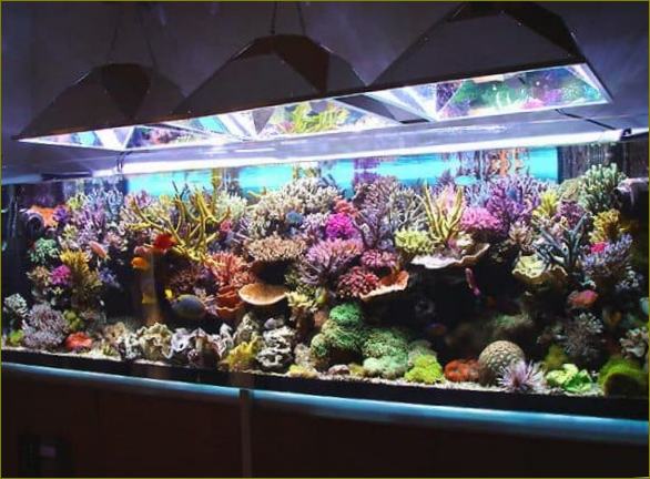 Veliki lijepi akvarij