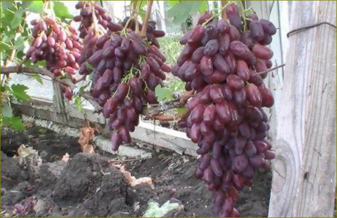 Rizamat - sorte grožđa srednjeg zrenja